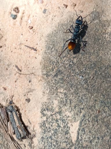 Myrmecia mandibularis photo 32