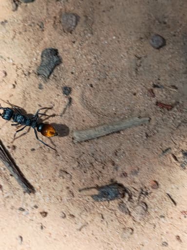 Myrmecia mandibularis photo 33