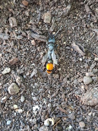 Myrmecia mandibularis photo 34