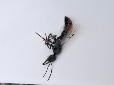 Myrmecia mandibularis photo 35