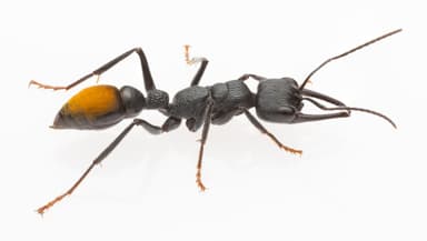 Myrmecia mandibularis photo 36