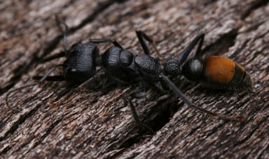 Myrmecia mandibularis photo 37