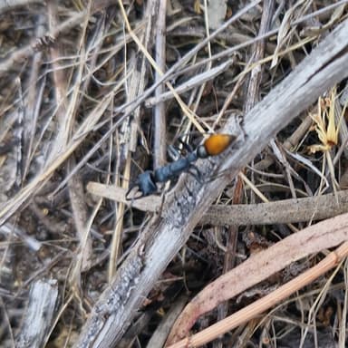Myrmecia mandibularis photo 38