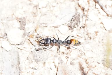 Myrmecia mandibularis photo 41