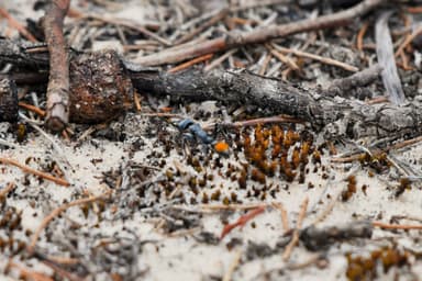 Myrmecia mandibularis photo 42
