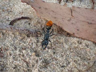 Myrmecia mandibularis photo 43