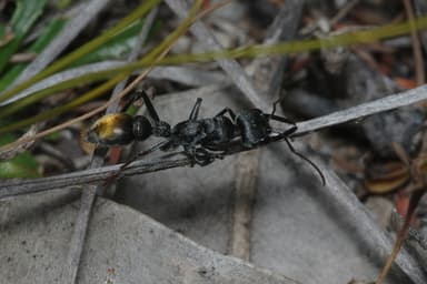 Myrmecia mandibularis photo 44