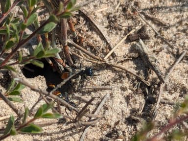 Myrmecia mandibularis photo 47