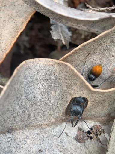 Myrmecia mandibularis photo 53