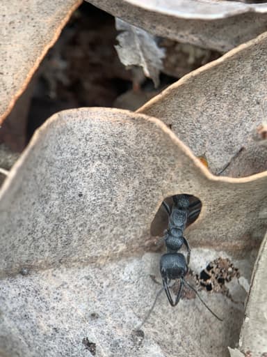 Myrmecia mandibularis photo 54