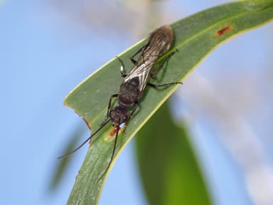 Myrmecia mandibularis photo 56