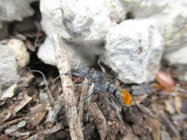Myrmecia mandibularis photo 60