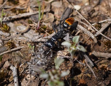 Myrmecia mandibularis photo 62