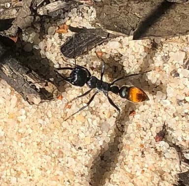 Myrmecia mandibularis photo 64