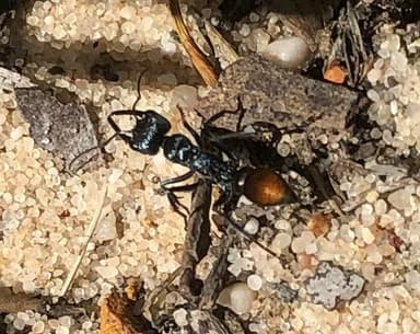 Myrmecia mandibularis photo 65