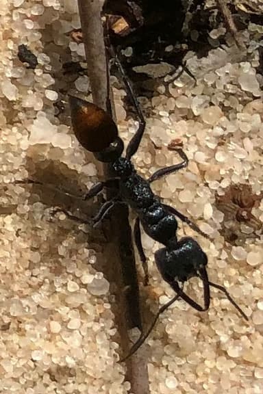 Myrmecia mandibularis photo 66