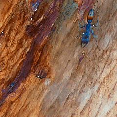 Myrmecia mandibularis photo 68