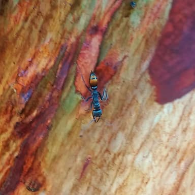 Myrmecia mandibularis photo 69