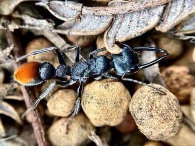 Myrmecia mandibularis photo 70