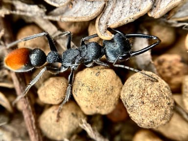 Myrmecia mandibularis photo 71