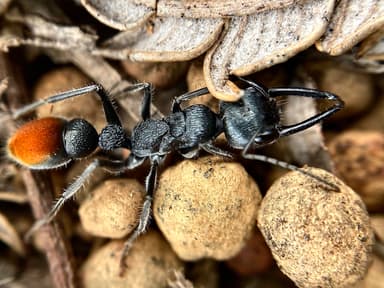 Myrmecia mandibularis photo 72