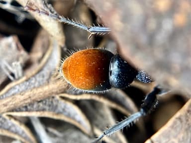 Myrmecia mandibularis photo 74