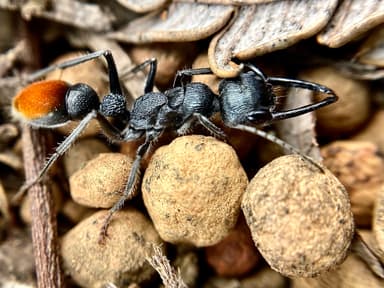 Myrmecia mandibularis photo 75