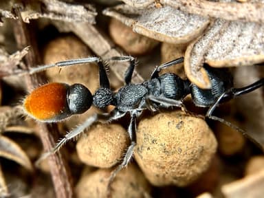 Myrmecia mandibularis photo 76