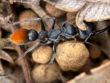 Myrmecia mandibularis photo 77