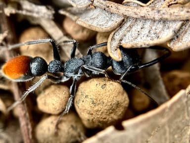 Myrmecia mandibularis photo 78