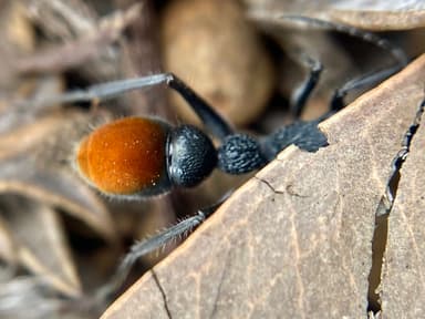 Myrmecia mandibularis photo 80
