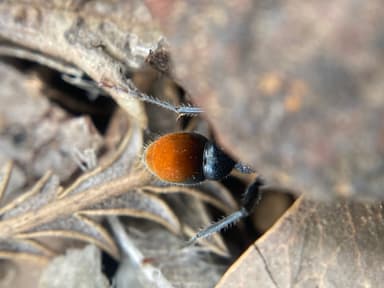 Myrmecia mandibularis photo 81