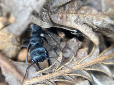 Myrmecia mandibularis photo 83