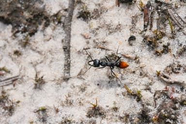 Myrmecia mandibularis photo 84