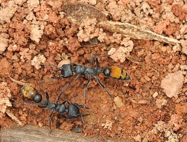 Myrmecia mandibularis photo 85