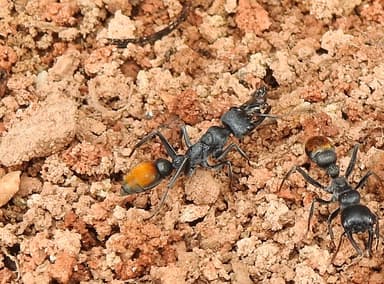 Myrmecia mandibularis photo 86