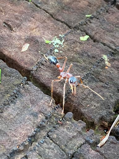 Myrmecia nigriceps photo 2
