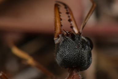 Myrmecia nigriceps photo 4
