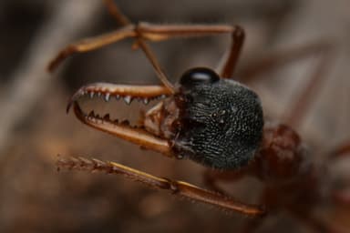 Myrmecia nigriceps photo 5