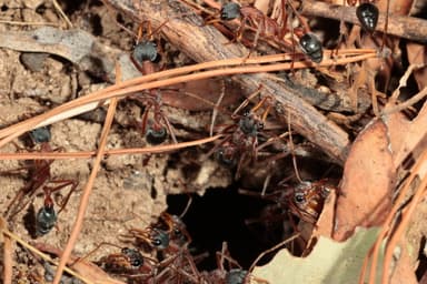 Myrmecia nigriceps photo 15