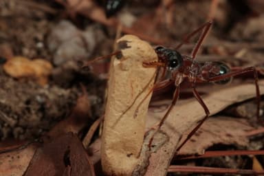 Myrmecia nigriceps photo 17