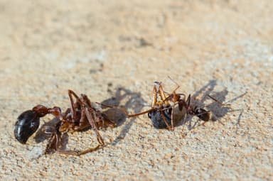 Myrmecia nigriceps photo 19