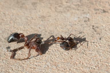 Myrmecia nigriceps photo 20