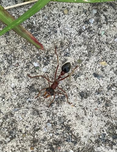 Myrmecia nigriceps photo 21