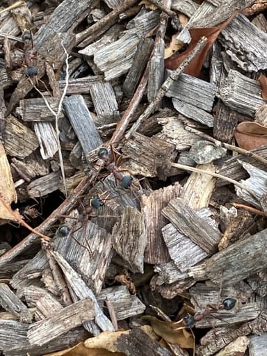 Myrmecia nigriceps photo 22