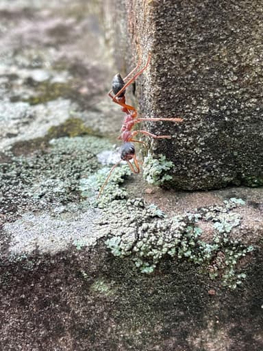 Myrmecia nigriceps photo 23