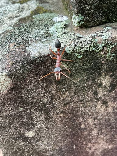 Myrmecia nigriceps photo 24