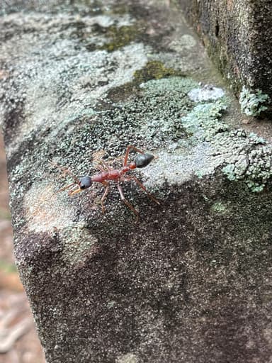 Myrmecia nigriceps photo 25