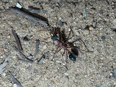 Myrmecia nigriceps photo 27