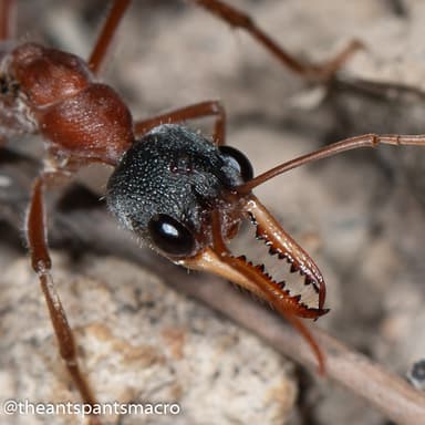 Myrmecia nigriceps photo 29